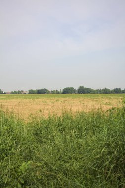 Ağaçlarla çevrili buğday tarlası