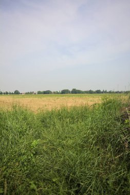 Ağaçlarla çevrili buğday tarlası