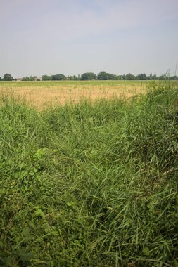 Ağaçlarla çevrili buğday tarlası