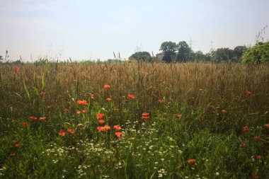 Güneşli bir günde buğday tarlası