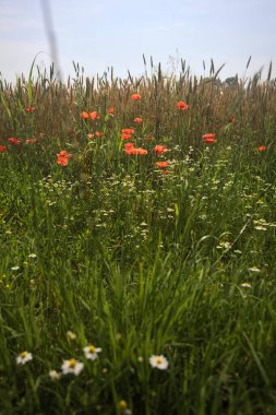 Güneşli bir günde buğday tarlası