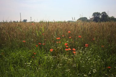 Güneşli bir günde buğday tarlası