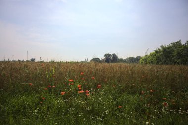 Güneşli bir günde buğday tarlası