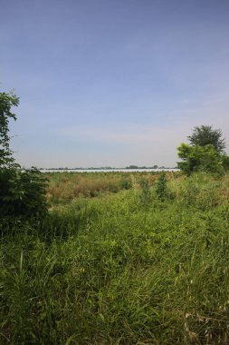 Uzakta sera sıraları ile tarla