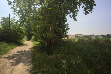 Güneşli bir günde tarlanın yanındaki toprak yolda.