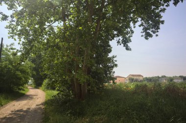 Güneşli bir günde tarlanın yanındaki toprak yolda.