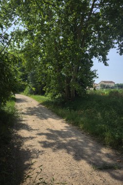 Güneşli bir günde tarlanın yanındaki toprak yolda.