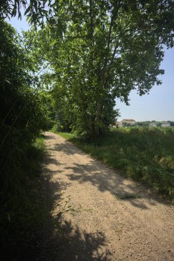 Güneşli bir günde tarlanın yanındaki toprak yolda.
