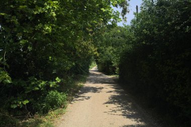 Güneşli bir günde tarlanın yanındaki toprak yolda.