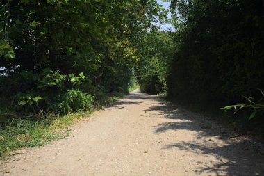 Güneşli bir günde tarlanın yanındaki toprak yolda.