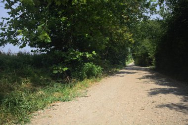 Güneşli bir günde tarlanın yanındaki toprak yolda.