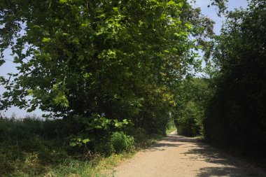 Güneşli bir günde tarlanın yanındaki toprak yolda.