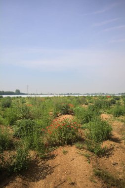 Uzakta sera sıraları ile tarla