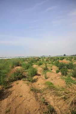 Uzakta sera sıraları ile tarla