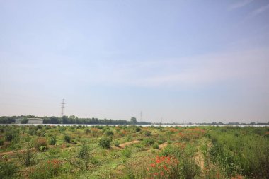 Uzakta sera sıraları ile tarla