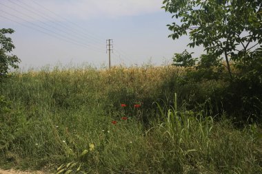Ağaçlarla çevrili buğday tarlası