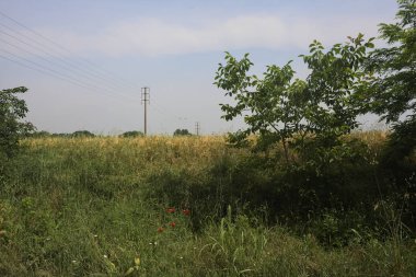 Ağaçlarla çevrili buğday tarlası