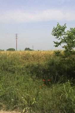 Ağaçlarla çevrili buğday tarlası