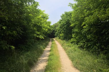 Güneşli bir günde korulukta yol