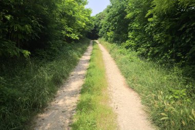 Güneşli bir günde korulukta yol