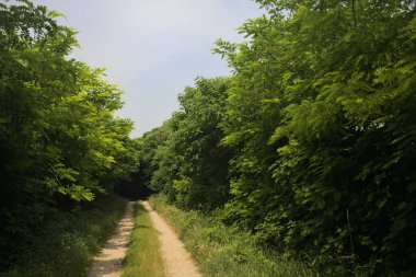 Güneşli bir günde korulukta yol