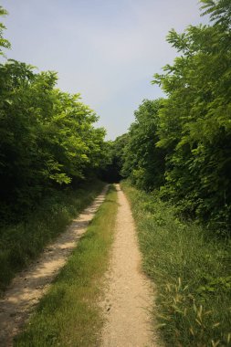 Güneşli bir günde korulukta yol