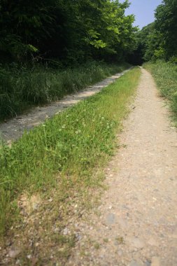 Güneşli bir günde korulukta yol