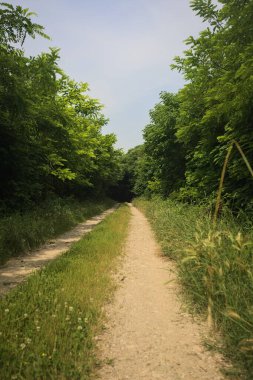 Güneşli bir günde korulukta yol