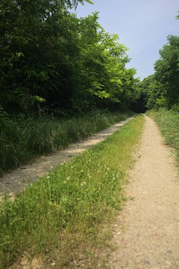 Güneşli bir günde korulukta yol