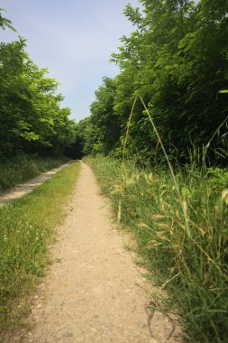 Güneşli bir günde korulukta yol