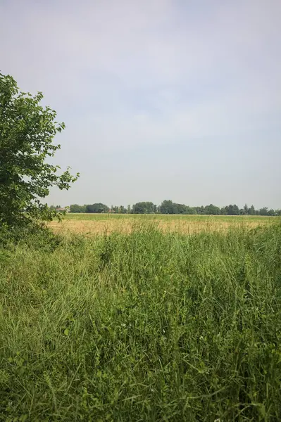 Ağaçlarla çevrili buğday tarlası