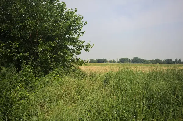 Ağaçlarla çevrili buğday tarlası