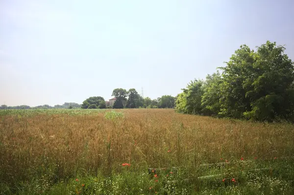 Güneşli bir günde buğday tarlası