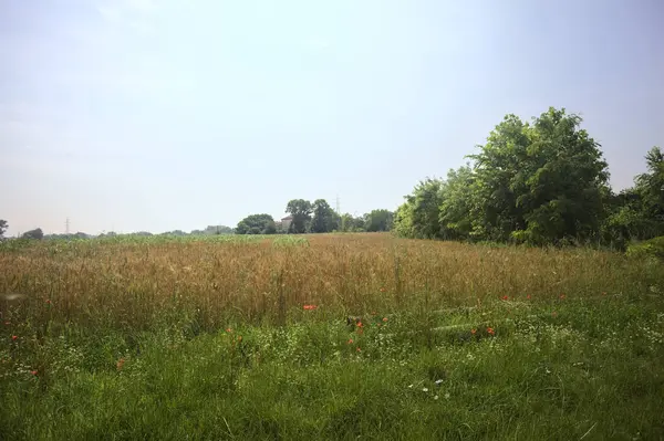 Güneşli bir günde buğday tarlası