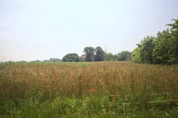 Güneşli bir günde buğday tarlası