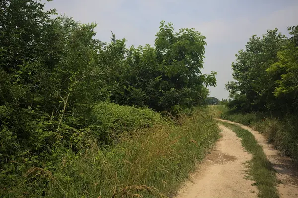 İtalya kırsalında güneşli bir günde yol