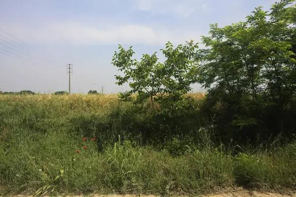 Ağaçlarla çevrili buğday tarlası