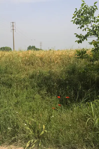 Ağaçlarla çevrili buğday tarlası