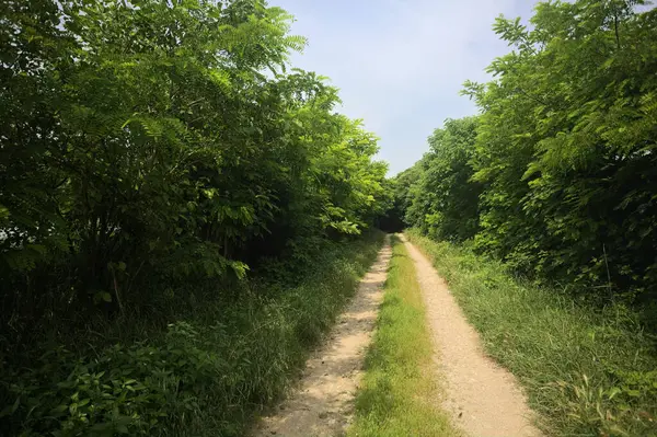Güneşli bir günde korulukta yol