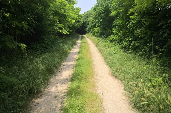 Güneşli bir günde korulukta yol