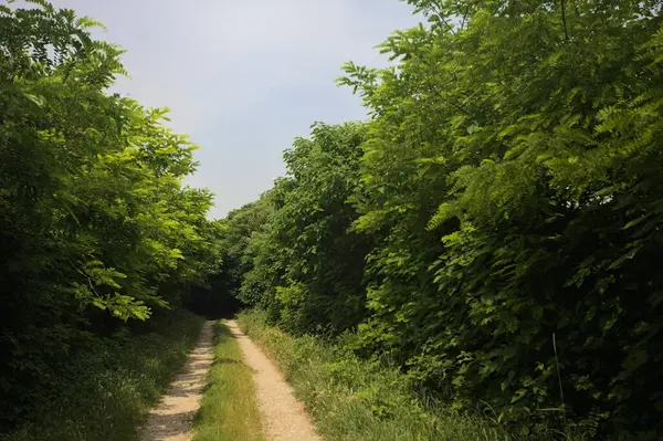 Güneşli bir günde korulukta yol