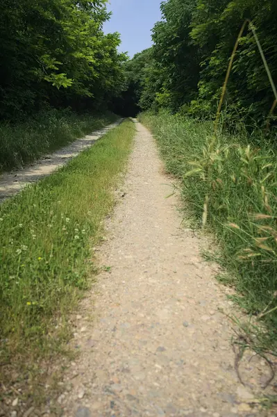 Güneşli bir günde korulukta yol
