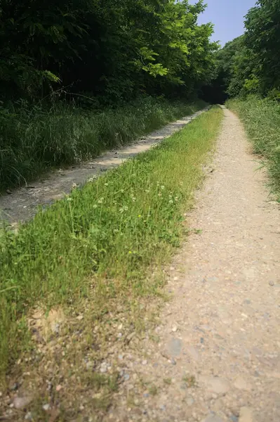 Güneşli bir günde korulukta yol