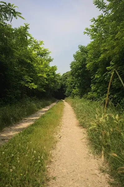 Güneşli bir günde korulukta yol