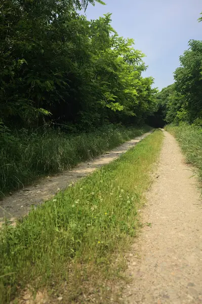 Güneşli bir günde korulukta yol