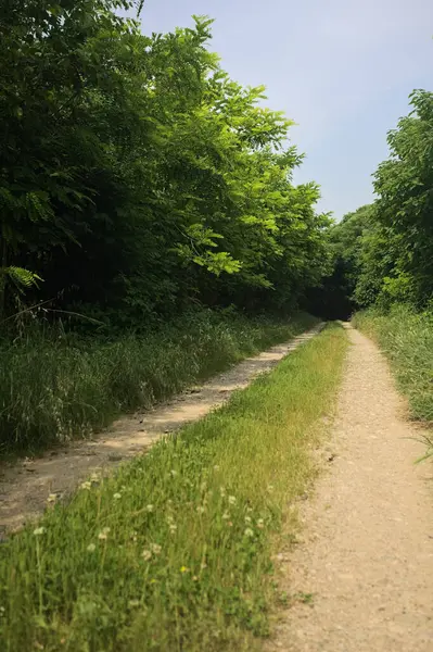 Güneşli bir günde korulukta yol