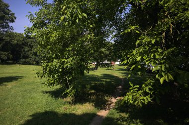 Kemer ağacının altındaki dar patika