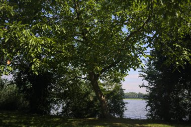 Göl kıyısındaki ağaçlar arasında açılıyor.