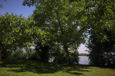 Göl kıyısındaki ağaçlar arasında açılıyor.