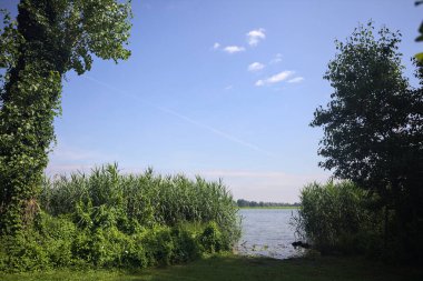 Sazlıklar ve ağaçlarla Lakeshore